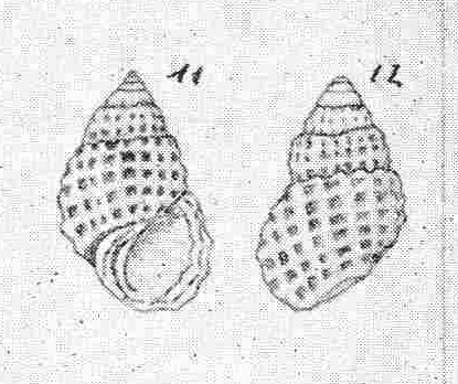 Rissoidae nel Mediterraneo: Genere Alvania